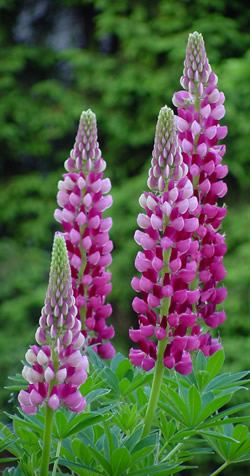 Lupine